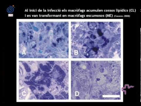 IGTP. "Noves possibilitats terapèutiques contra la tuberculosi latent " de icscat
