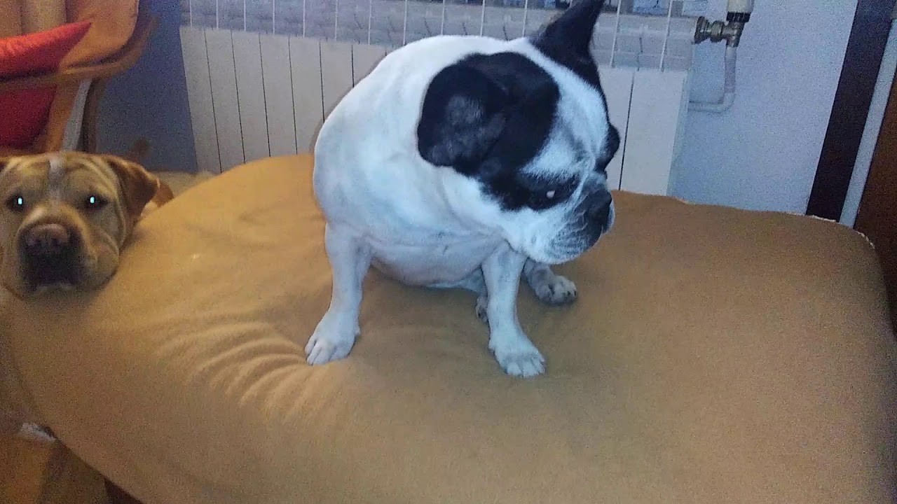Clara i Jack se'n van a dormir🐮🐶 de Estones fantàstiques amb ninos