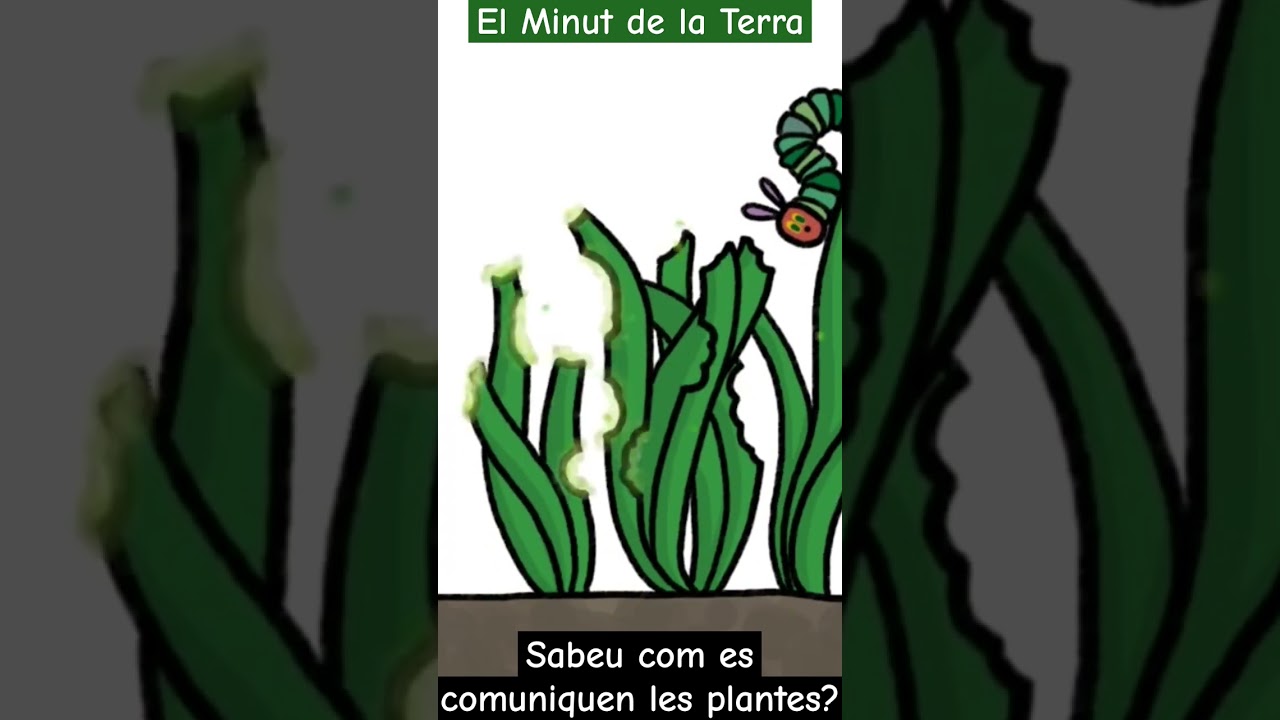 Per saber-ne més entreu al canal a veure el vídeo sencer! de Minut de la Terra