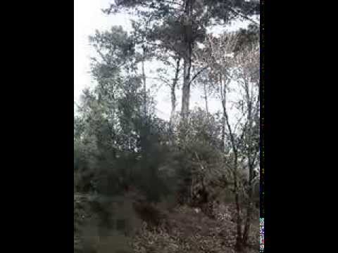 Serrant un pi en un bosc del Maresme de eduvila2