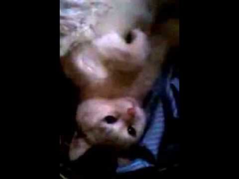 3er vídeo de la Nina, la gateta més bufona del planeta! de eduvila2