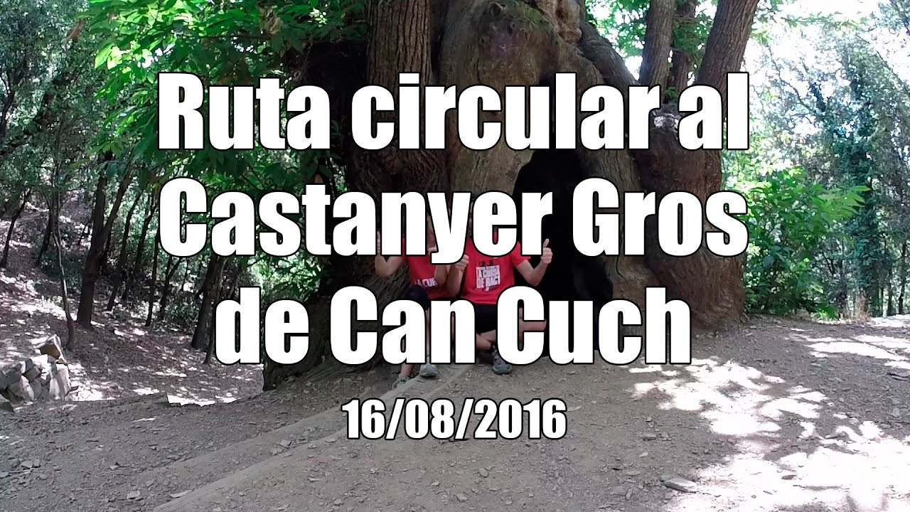 Ruta circular al Castanyer Gros de Can Cuch de Dev Id