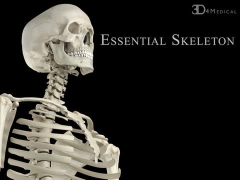 Essential Skeleton de Kawaii Diana
