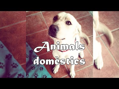 Animals domèstics | INSTANT DIRECTE #54 de Dev Id