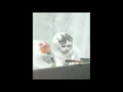 Astolfo's & atheist cat arguing about thing looking animals de El traster d'en David