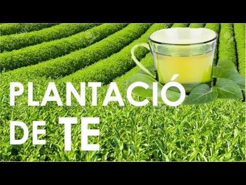 Cultiu de tè | Pagesos de ciutat de TeresaSaborit