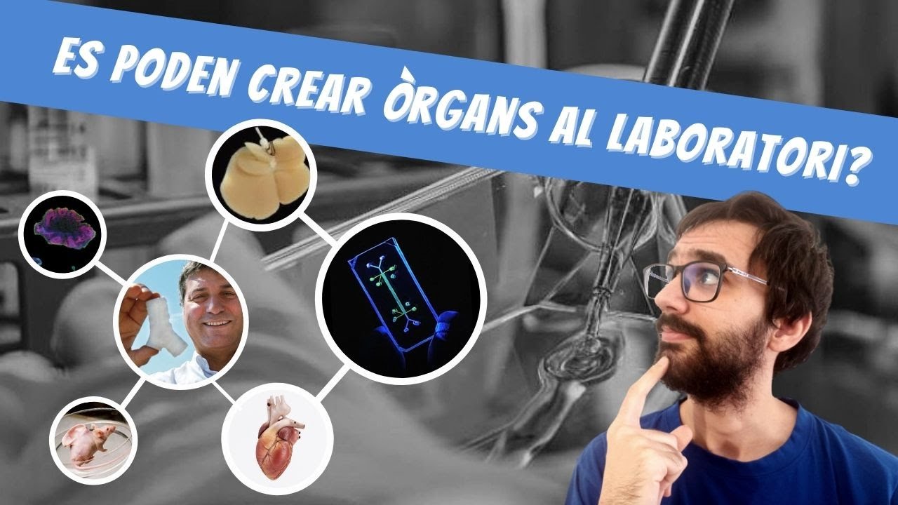 Es poden crear òrgans al laboratori? de La pissarra