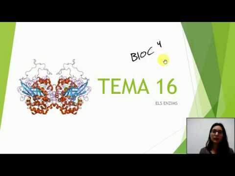 TEMA 16:Les proteïnes (2a part) Enzims de Esther Ginkgobiloba