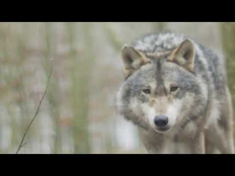 🌿 El llop: Conte-cant a la confiança (Elisa Linares Iglesias) de Elisa Linares Iglesias