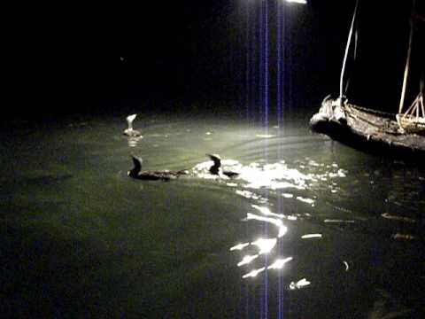 Ori Pesca amb Cormorans de Oriol Bartumeu