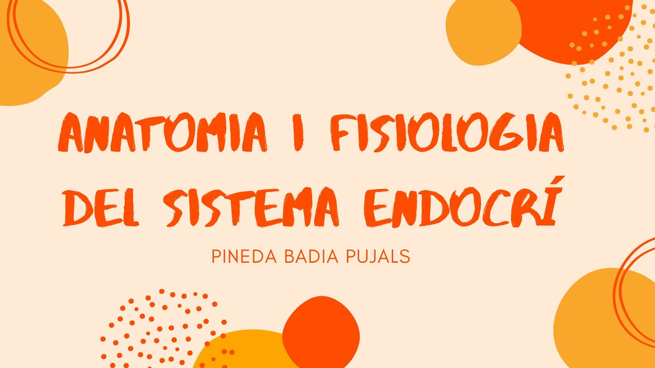 Anatomia i fisiologia del sistema endocrí de Anatomia Cicles Formatius