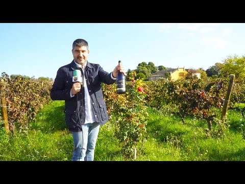 Mas la Plana: viticultura regenerativa de Enoturista