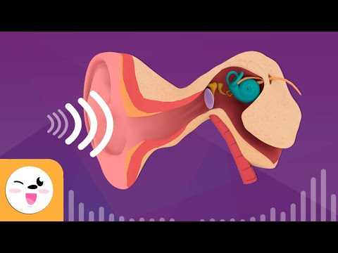 Com funciona l'oïda - L'oïda i el seu funcionament - El viatge del so en català de Smile and Learn - Català