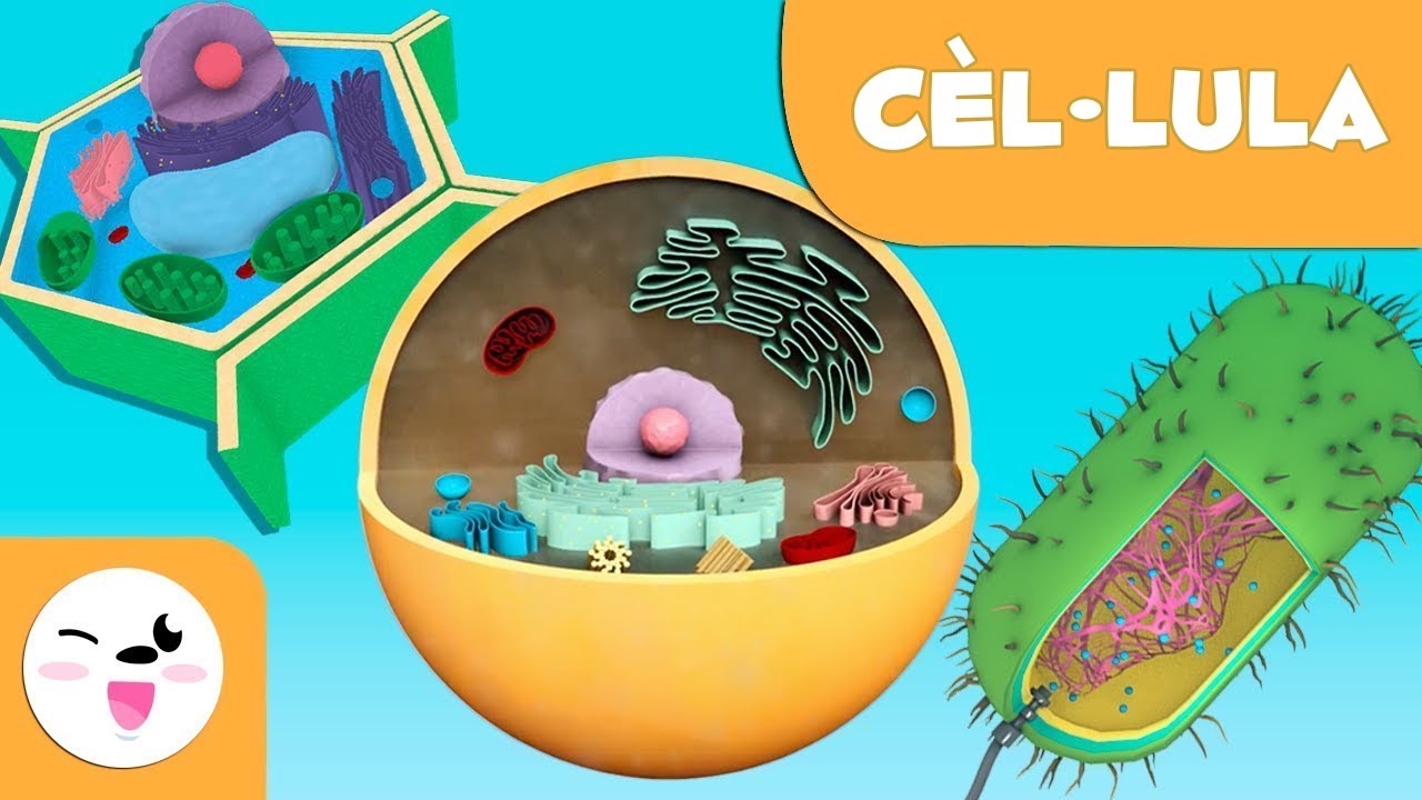 La cèl·lula per a nens - Tipus, estructura, funcions i parts - Ciència per a nens en català de Smile and Learn - Català