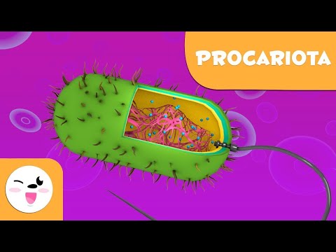 La cèl·lula procariota i les seves parts - Ciències Naturals - Vídeo educatiu per a nens en català de Smile and Learn - Català