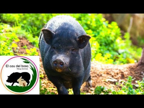 Els porcs vietnamites/ Despeses del Refugi El Cau del Bosc, finançaments... de L´ESCAQUIMAT