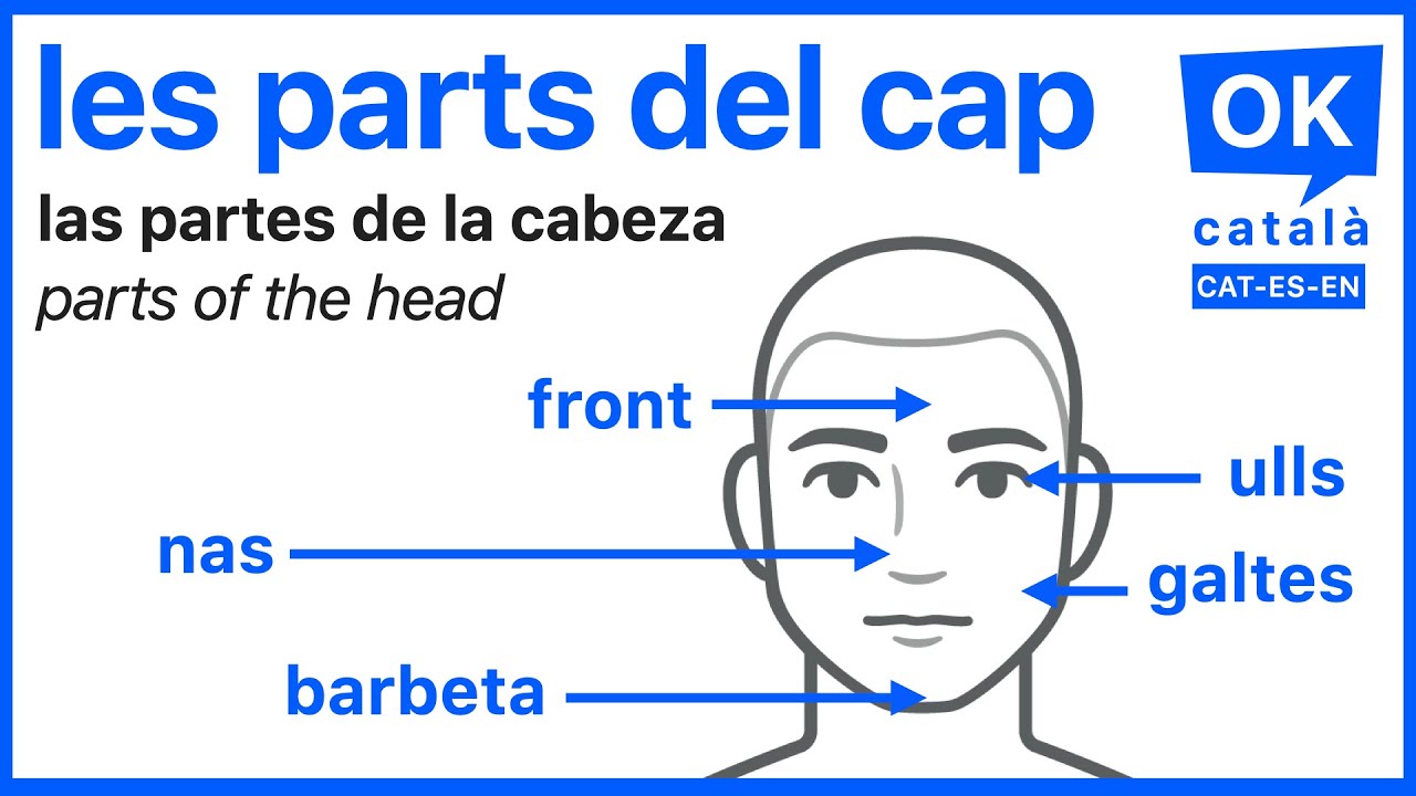 Les parts del cap en català | Las partes de la cabeza en catalán | OK CATALÀ | CAT-ES-EN de OK CATALÀ