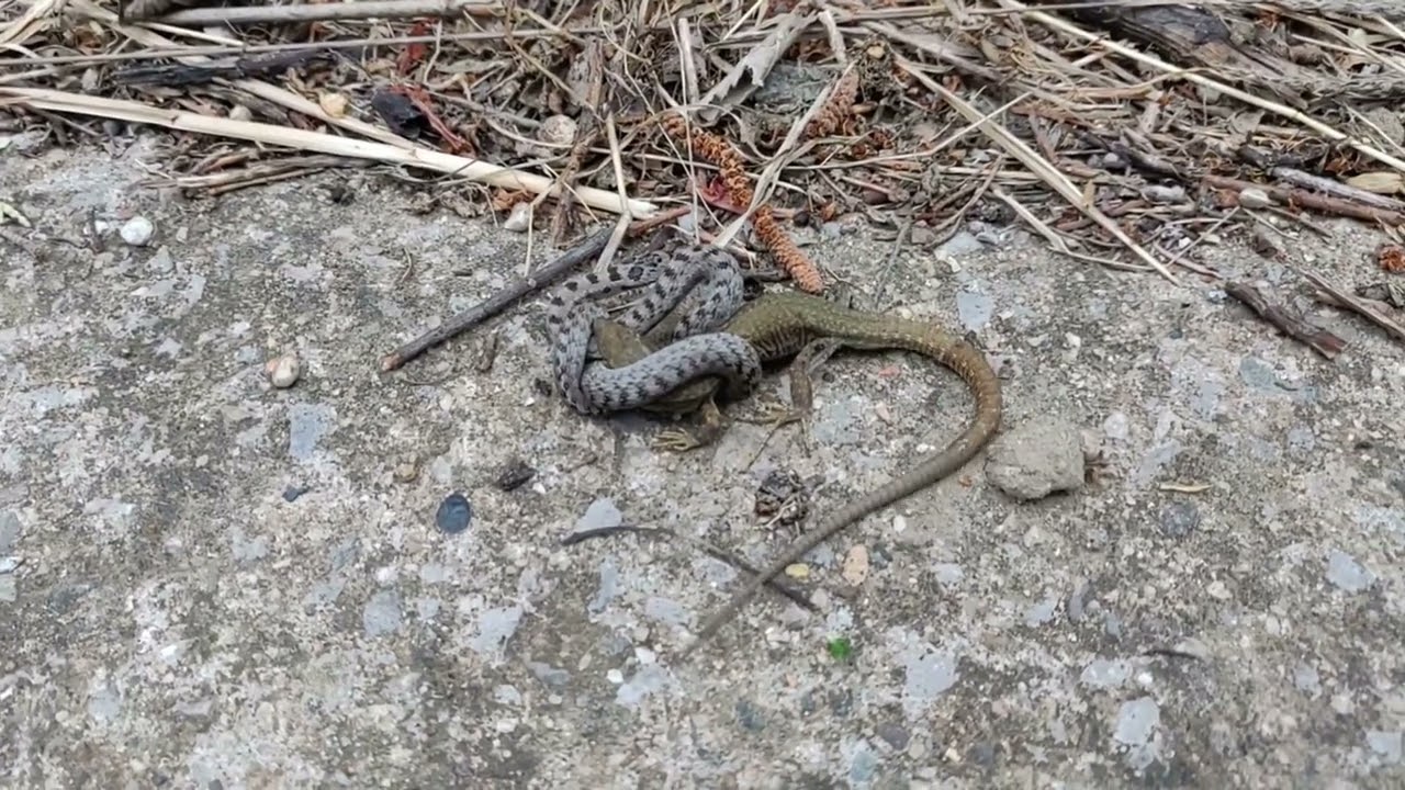 Una sargantana lluitant amb una serp de Xavier Àgueda COMPETIC