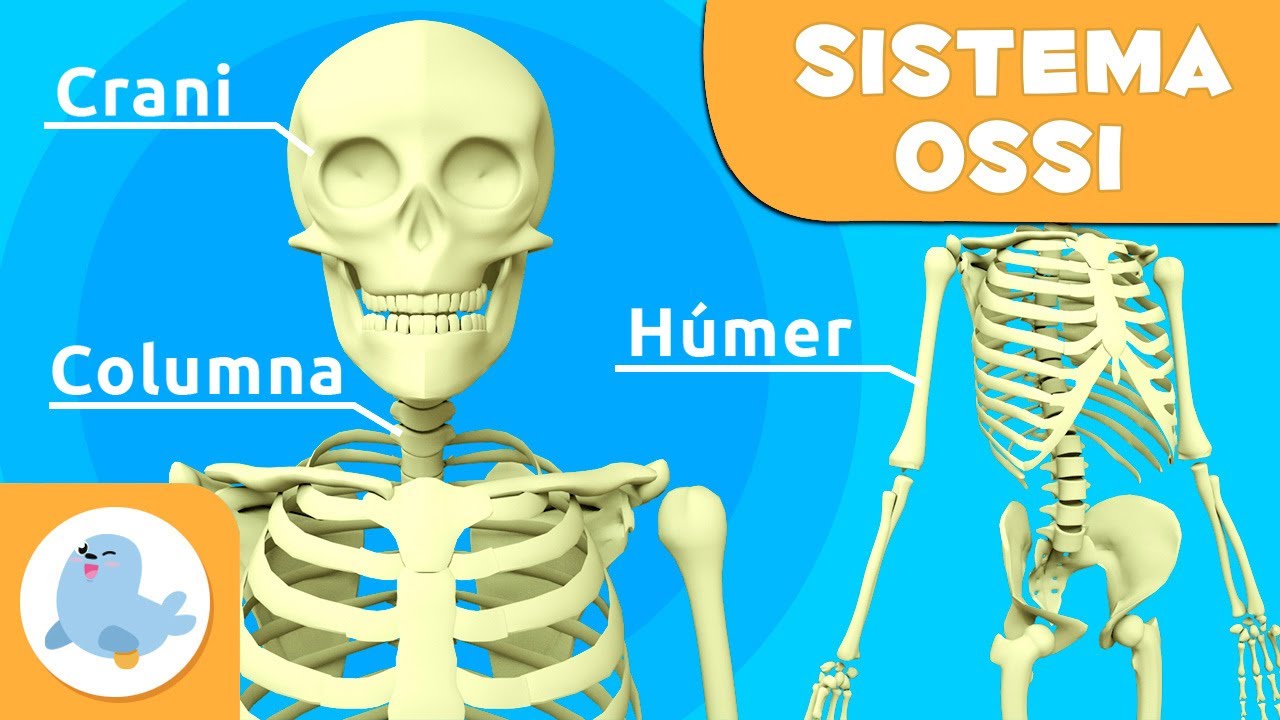 Els ossos per a nens | El sistema ossi | El cos humà per a nens en català de Smile and Learn - Català