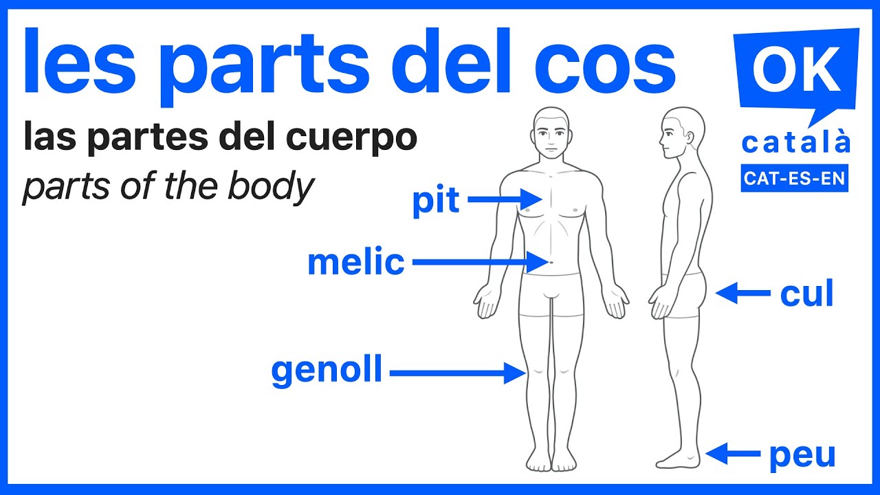 Les parts del cos | Las partes del cuerpo | OK CATALÀ | CAT-ES-EN de OK CATALÀ