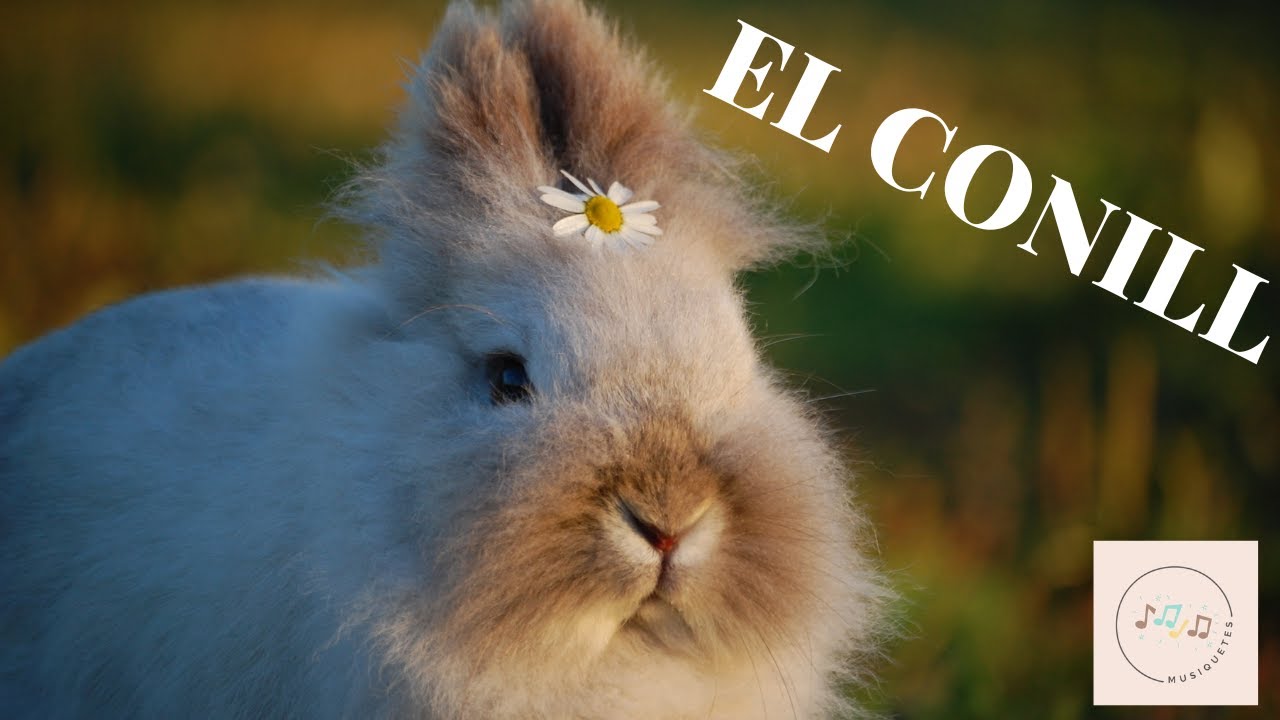 CONILLET SUAU. Cançó infantil de bressol sobre conills amb imatges reals de conills. de MUSIQUETES. Cançons infantils en català