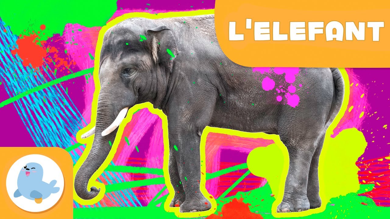 L'elefant 🐘 Animals per a nens en català 🌳 Episodi 5 de Smile and Learn - Català
