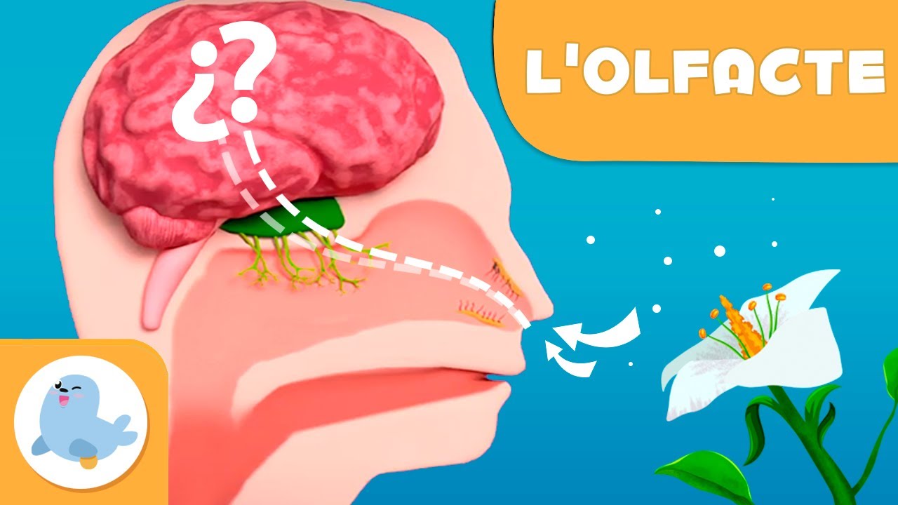 Com funciona el sentit de l'olfacte? - Els sentits per a nens en català de Smile and Learn - Català